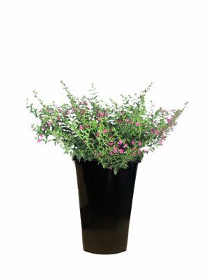 2 qt. Cuphea Mexican Heather
