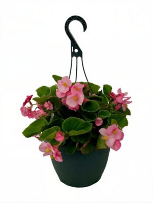 1 qt. Kalanchoe Pink Prime