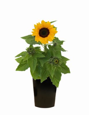 2 qt. Sunflower