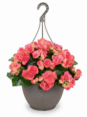 2 gal. Begonia Pink Premium Herb