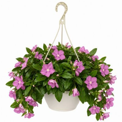 1.5 gal. Vinca Trailing Purple Prem Hb