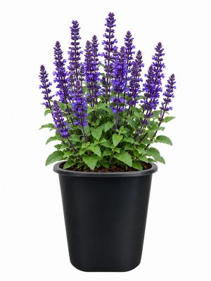 1 pt. Salvia Blue Farinacea Prem