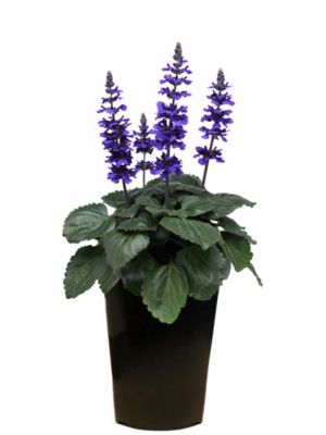 2 qt. Salvia Mystic Spires