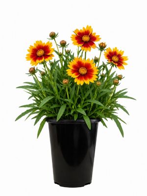 2 qt. Coreopsis U1Ptick