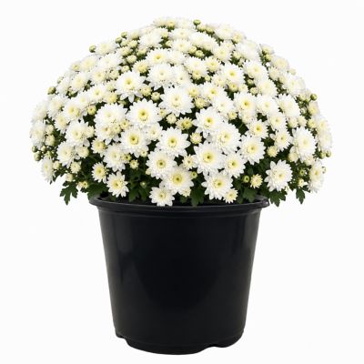 3 qt. Mum, White