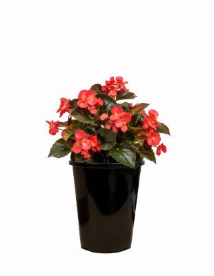 2 qt. Begonia Big, Red