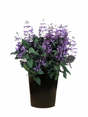 2 qt. Plectranthus