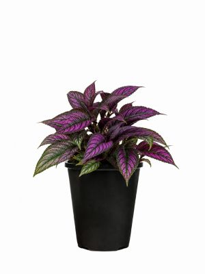 1 Pot Persian Shield Premium
