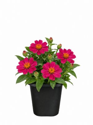 1 pt. Zinnia