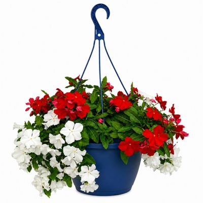 1.5 gal. Vinca Trailing Color Prem Hb