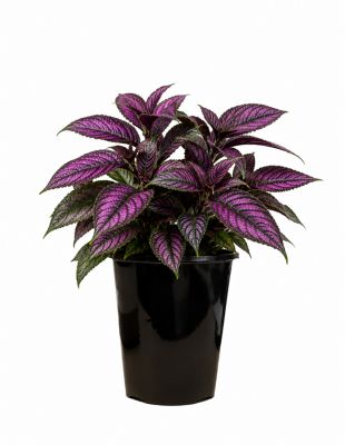 2 qt. Strobilanthus Persian Shield