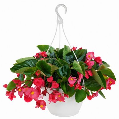 1.5 gal. Begonia Explorer Rose Premium Herb