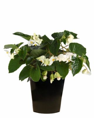 2 qt. Begonia Angel Wing