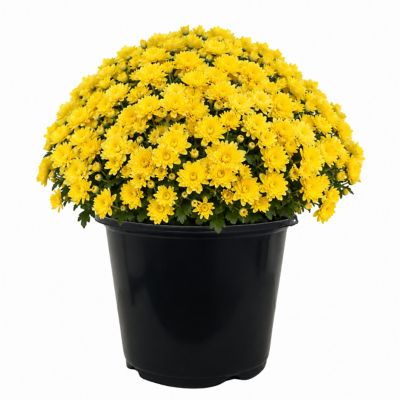 3 qt. Mum, Yellow