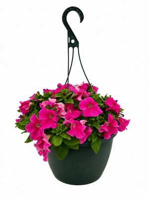 1.5 gal. Petunia Pink Basic Herb