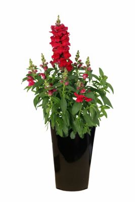 2 qt. Snapdragon, Purple