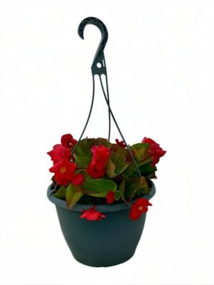 1.5 gal. Begonia Tophat Red Basic Herb