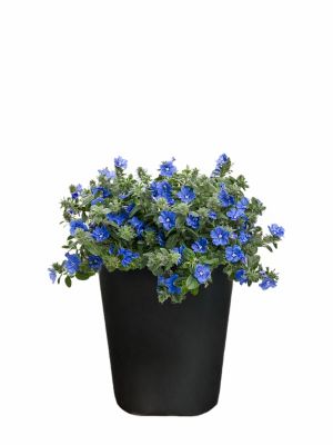 1 pt. Blue Daze Premium
