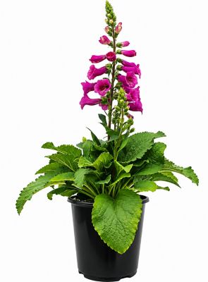 1 gal. Digitalis Foxglove
