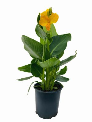 1 gal. Canna Lily Cannasol