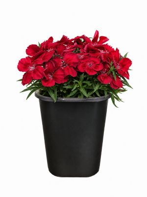 1 Pot Dianthus