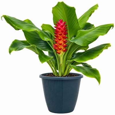 1.5 gal. Cone Ginger Planter