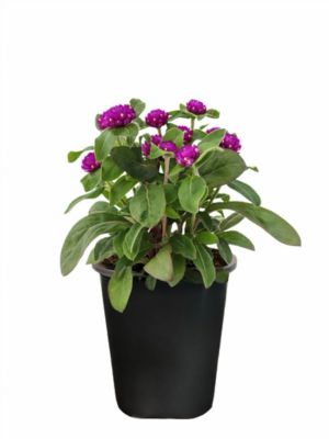 1 pt. Gomphrena