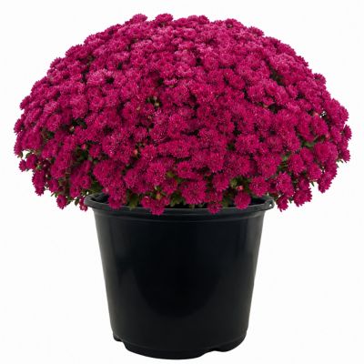 3 qt. Mum, Purple