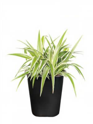 1 Pot Spider Plant Premium
