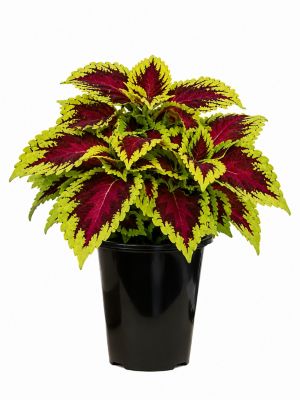 2 qt. Coleus Kong