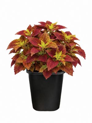1 Pot Coleus