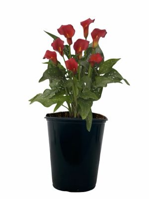 1 qt. Calla Lily Red