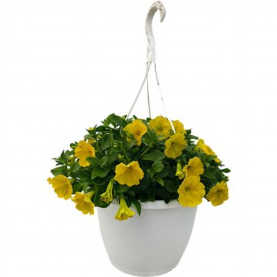 1.5 gal. Petunia Trailing Yellow Prem Hb
