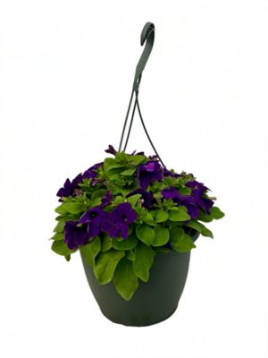 1.5 gal. Petunia Purple Basic Herb