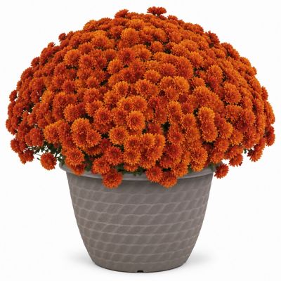 1.5 gal. Mum Daisy, Bronze