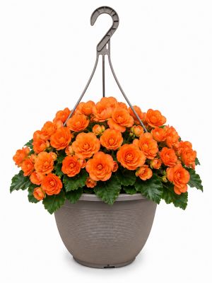 2 gal. Begonia Orange Prem Hb