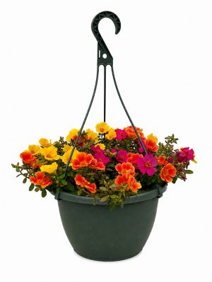 1.5 gal. Purslane Mix Basic Herb