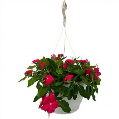1.5 gal. Vinca Trailing Pink Prem Hb