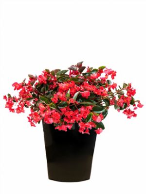 2 qt. Begonia Viking Explorer Rose