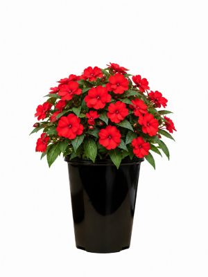2 qt. Sunpatiens Red