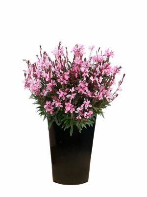 2 qt. Gaura