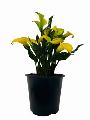 1 gal. Calla Lily