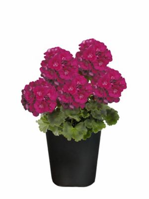 1 pt. Geranium Zonal Premium