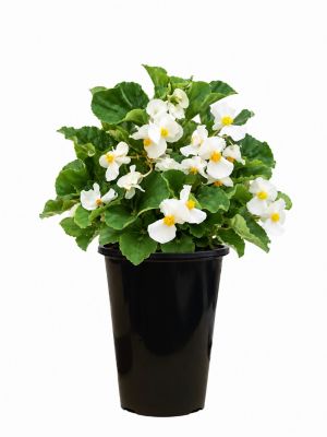 2 qt. Begonia Big, White