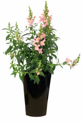 2 qt. Snapdragon, Pink