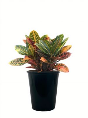 1 qt. Croton