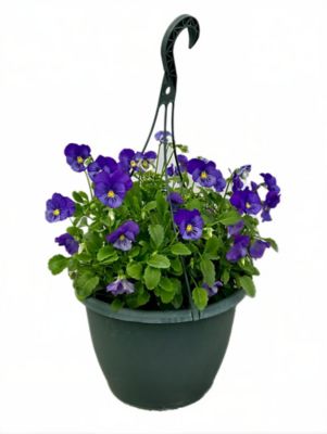 1.5 gal. Pansy Trailing Blue Basic Herb