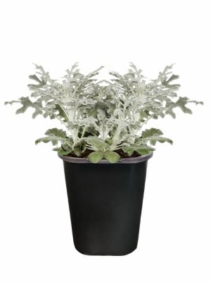 1 Pot Dusty Miller