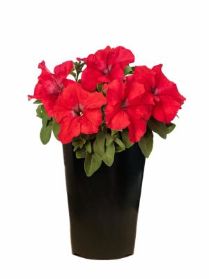 2 qt. Petunia, Red
