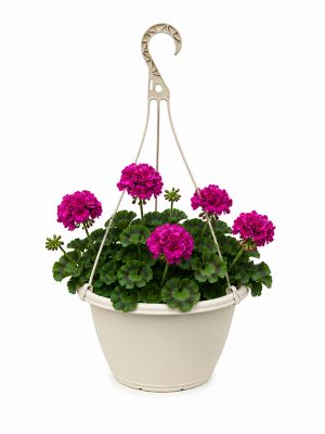 1.5 gal. Geranium Big Ezee Pink Prem Hb